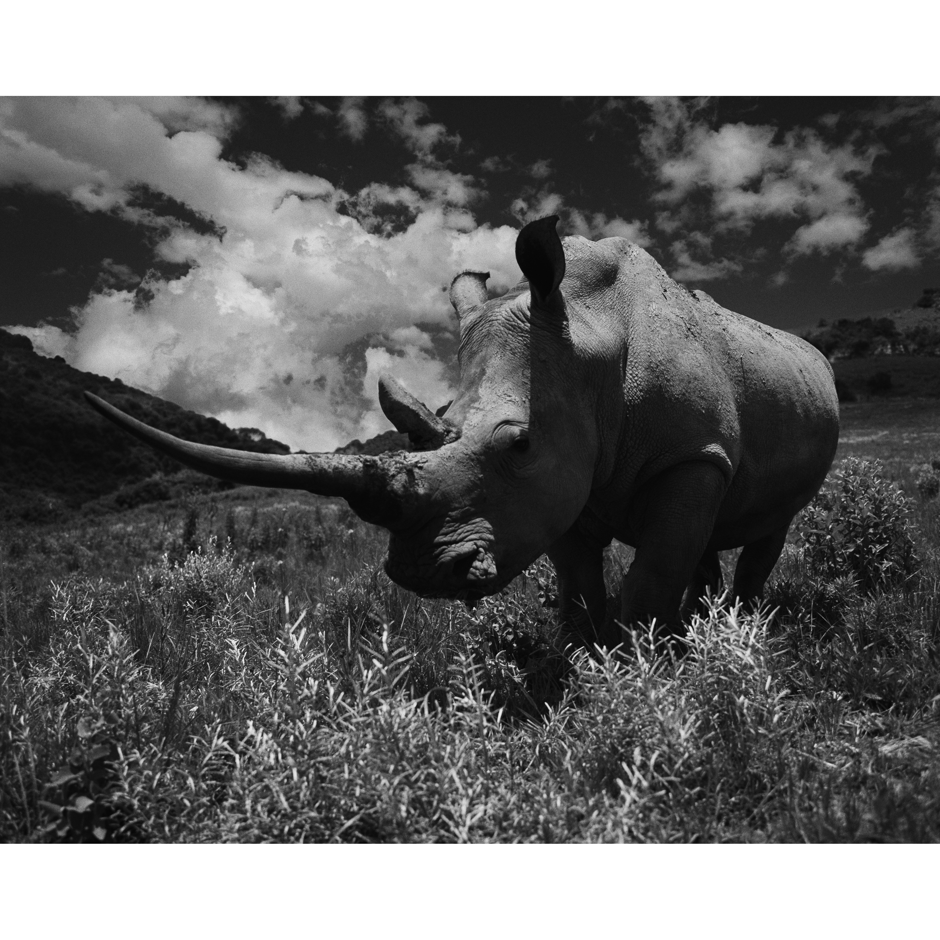 Rhinoceros Conservation