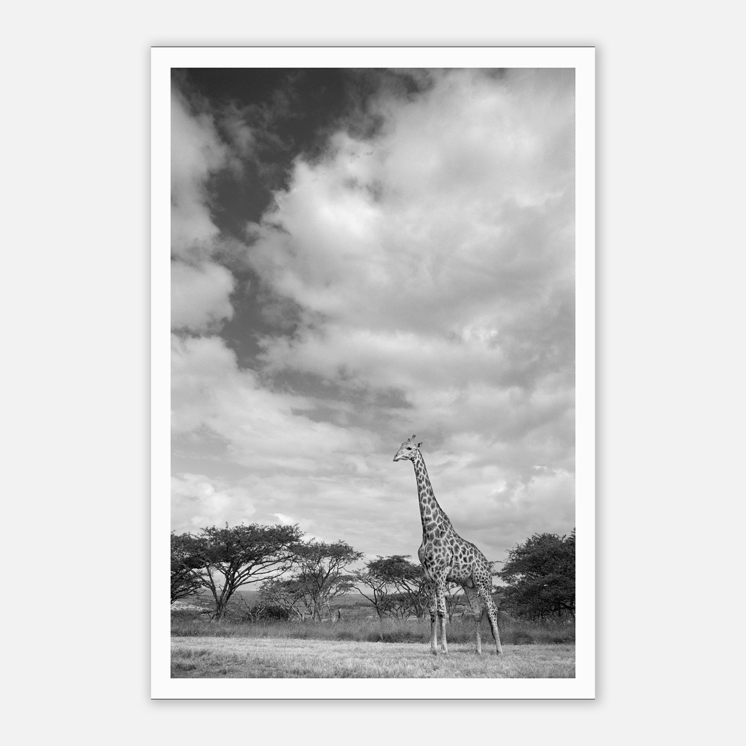 Karkloof Reserve Giraffe A