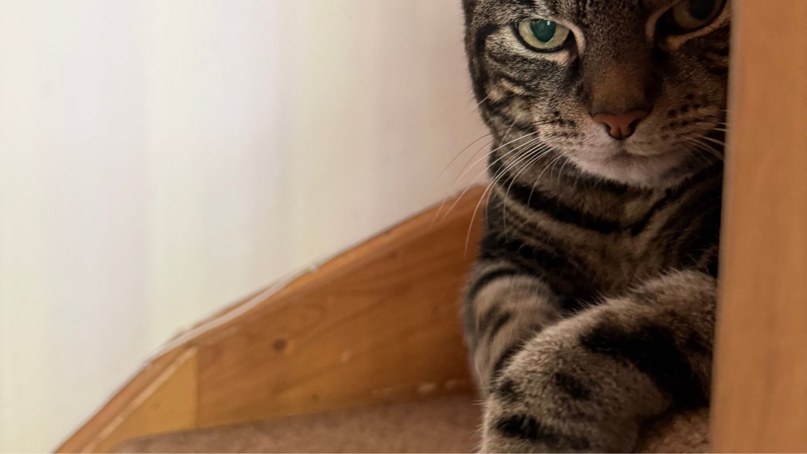 What My Cat Norman Knows About Pacing That Most Voiceover Artists Don't