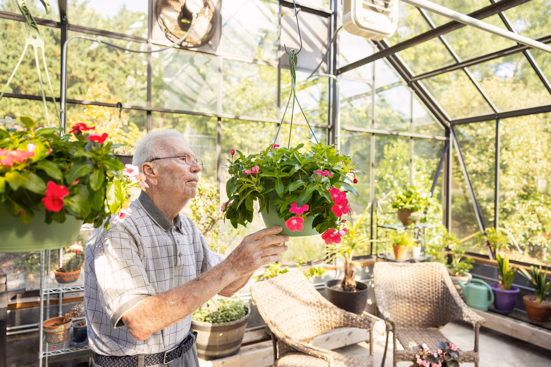 An elderly man tends to a hanging plant with pink flowers in his greenhouse.