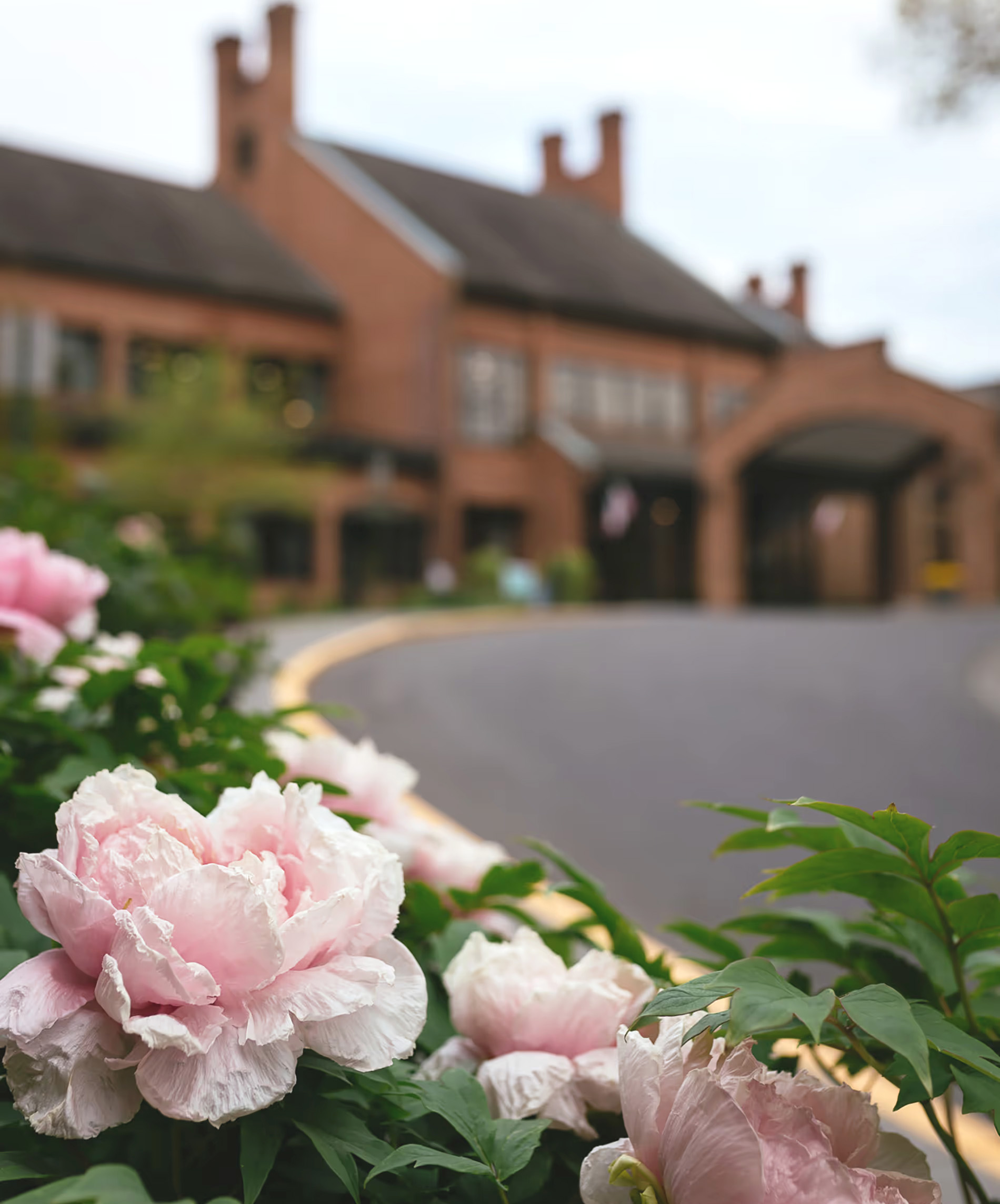 Pink flowers bloom in front of a large brick building with chimneys.