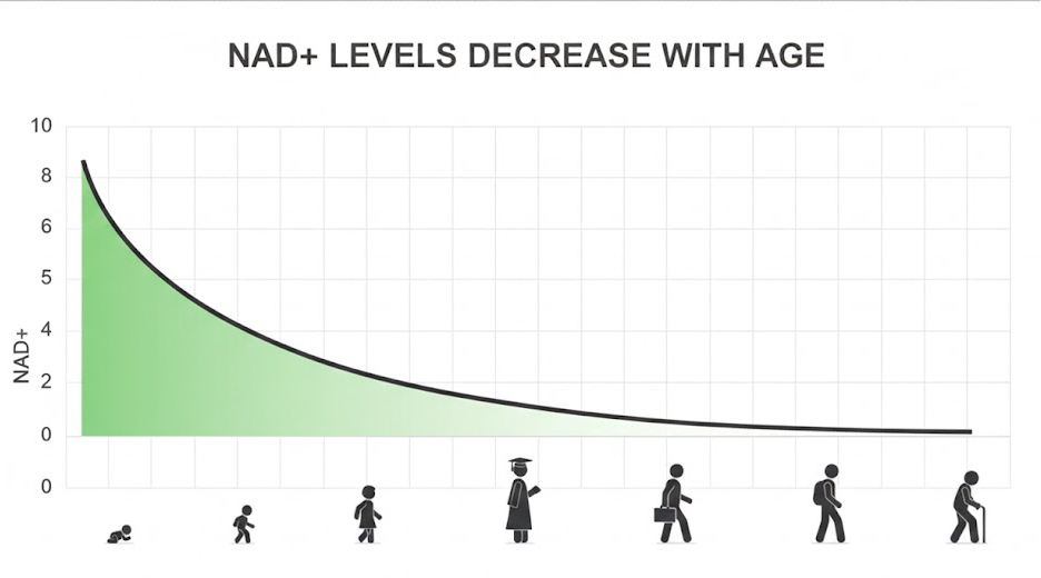 NAD+ levels decline with age