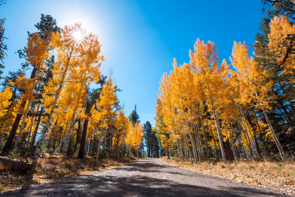 Sunlight through golden aspen trees lining a forest road in autumn