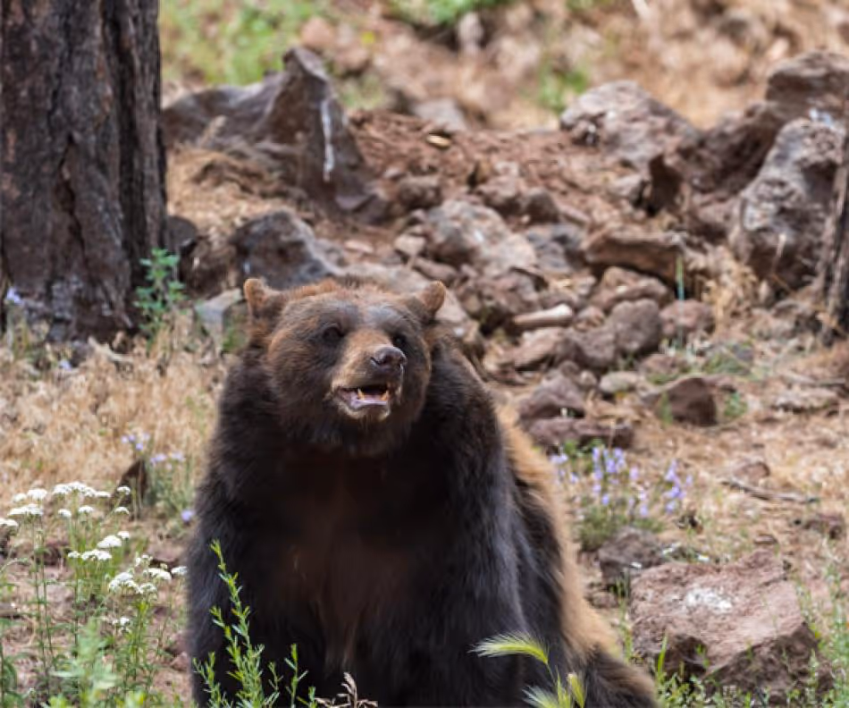 Black bear sitting in rocky woodland area with wild flowers