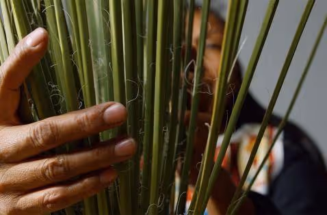 Hand touching green bamboo stems with blurred background