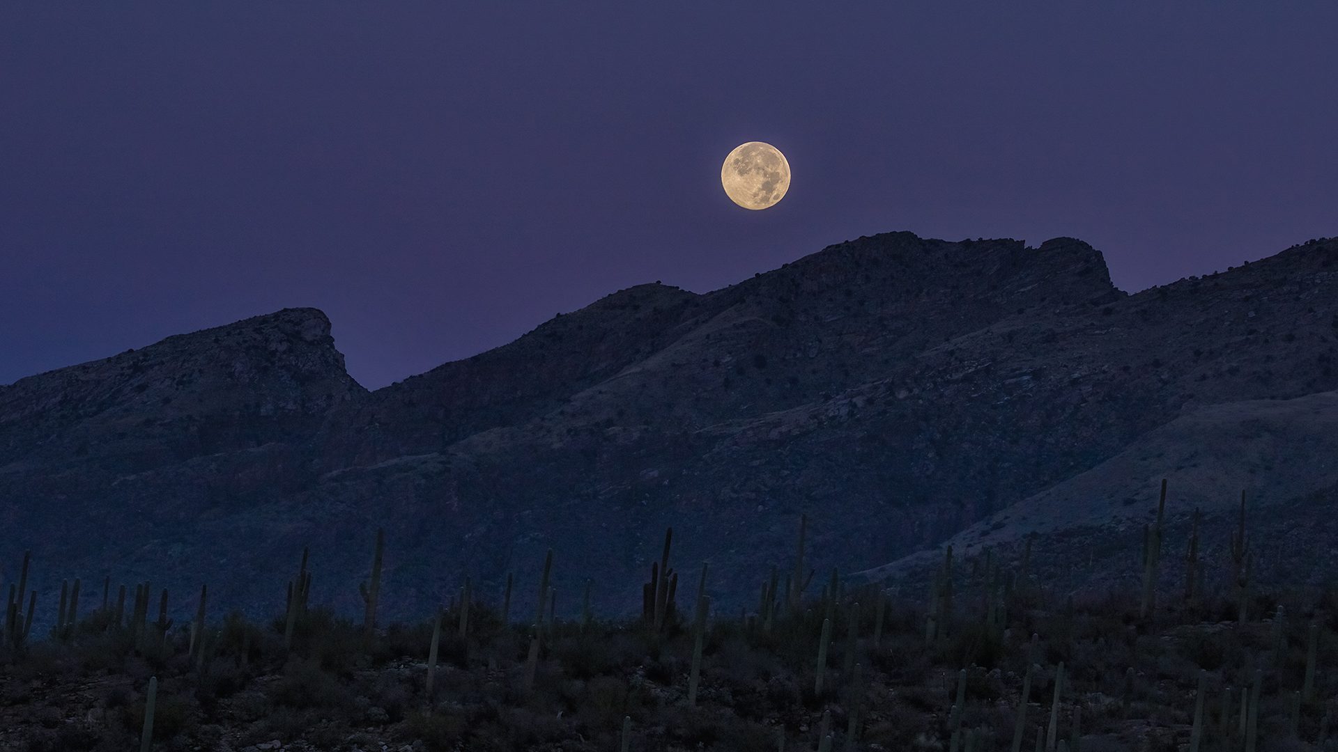 Full moon rising over a silhouetted desert mountain range at dusk, with saguaro cacti dotting the foreground under a deep purple sky.
