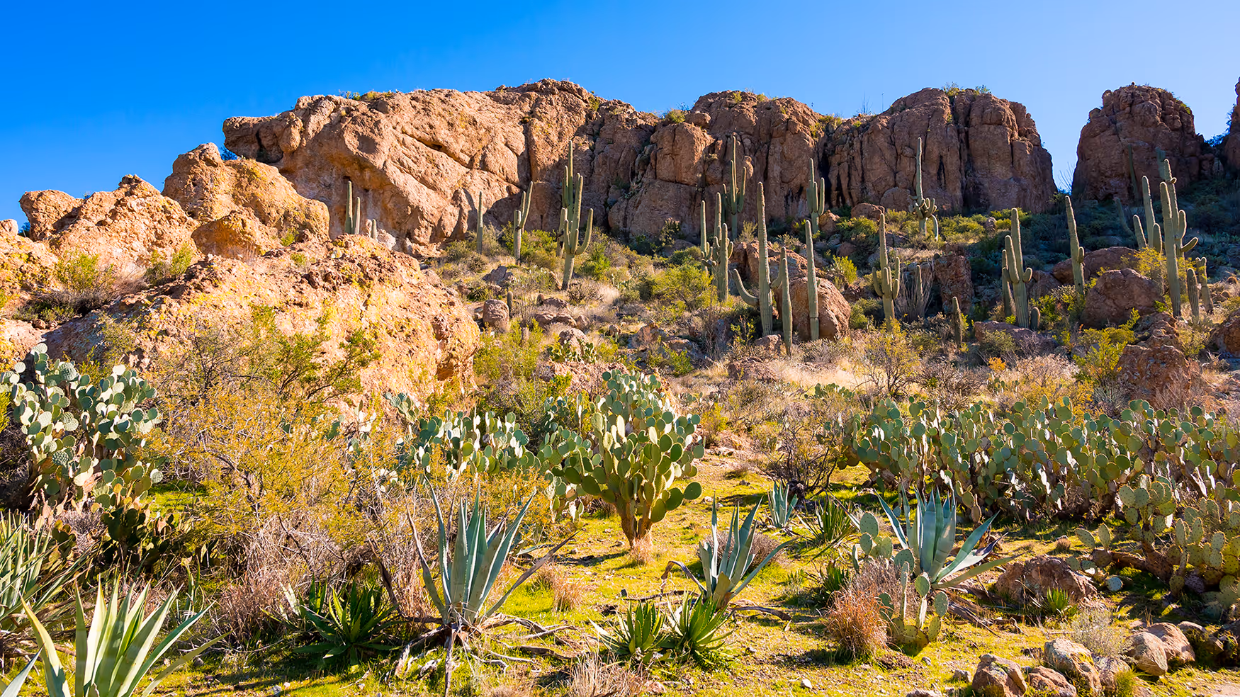 Desert landscape with rocky hills, various cacti including saguaro and prickly pear, under a clear blue sky.