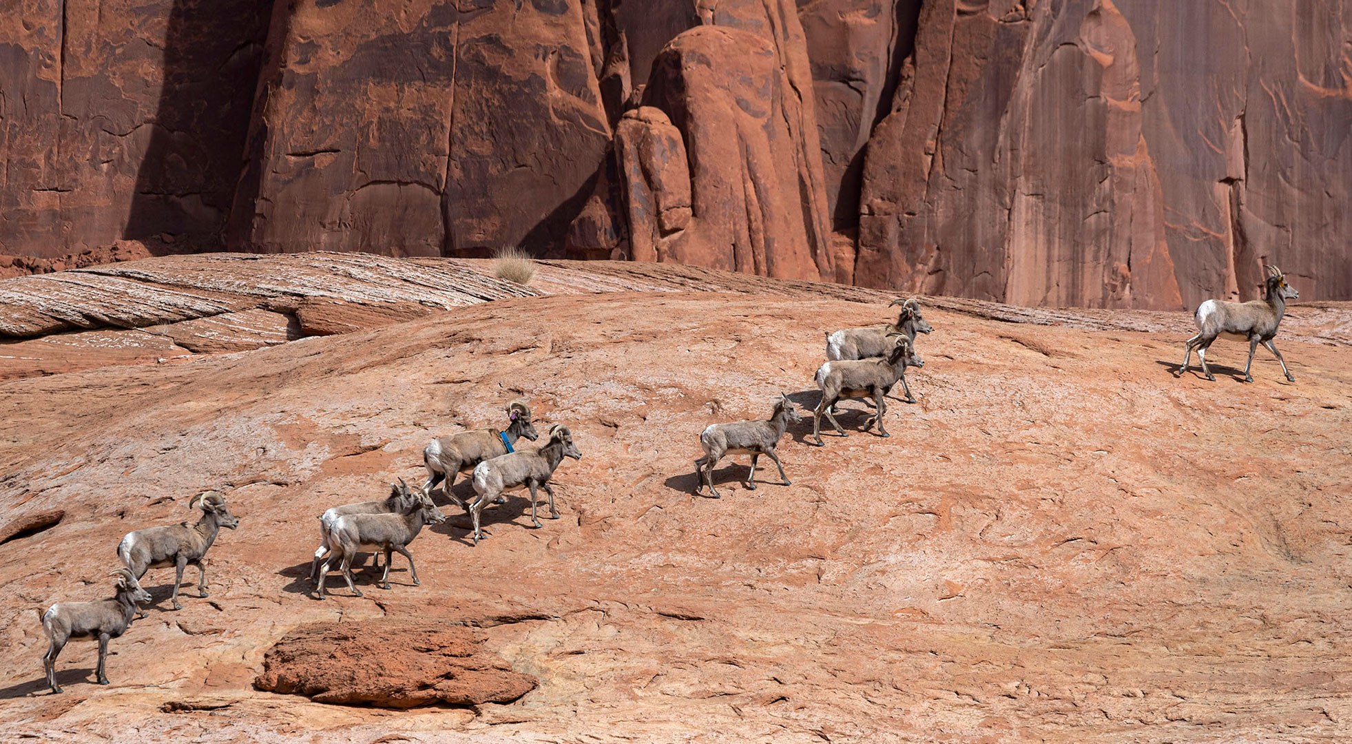 Bighorn sheep run across the red sandstone of Wetherill Canyon in Glen Canyon
