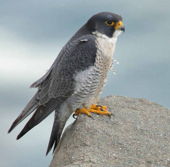 Birding in Arizona: A Guide to Northern Arizona