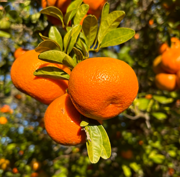 5 Ways to Experience the 5 C's of Arizona
