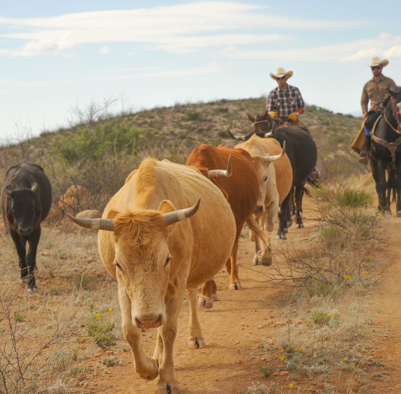5 Ways to Experience the 5 C's of Arizona