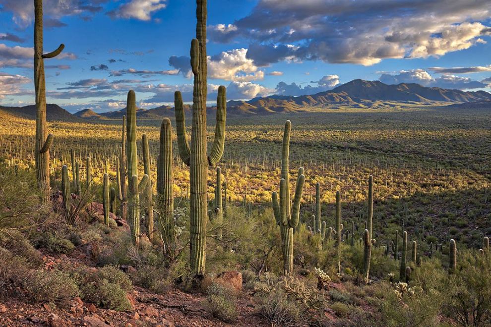 Saguaro