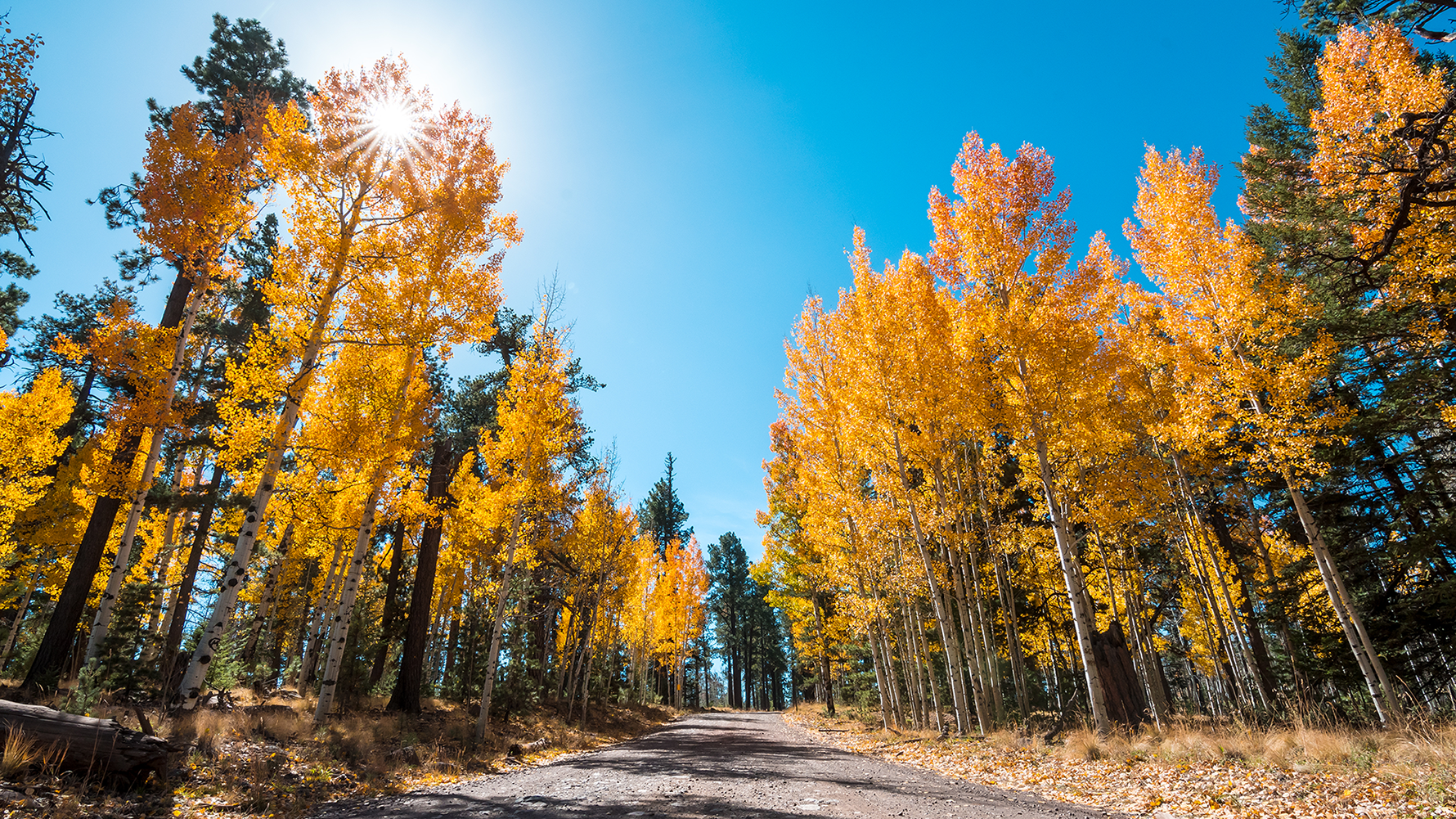 Greer Arizona Greer credit An Pham 1