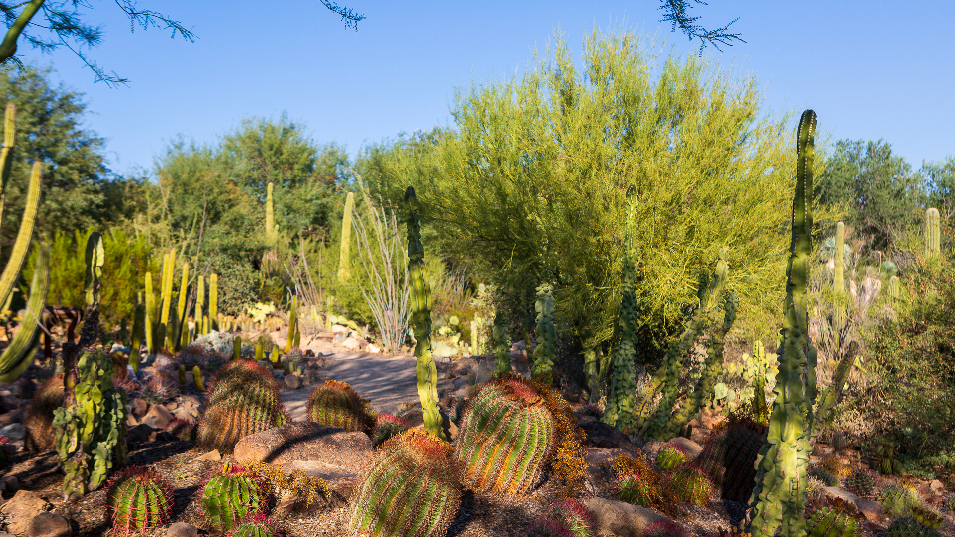 Paved pathways weave throughout Arizona Sonora Desert Museum's wildlife and cacti