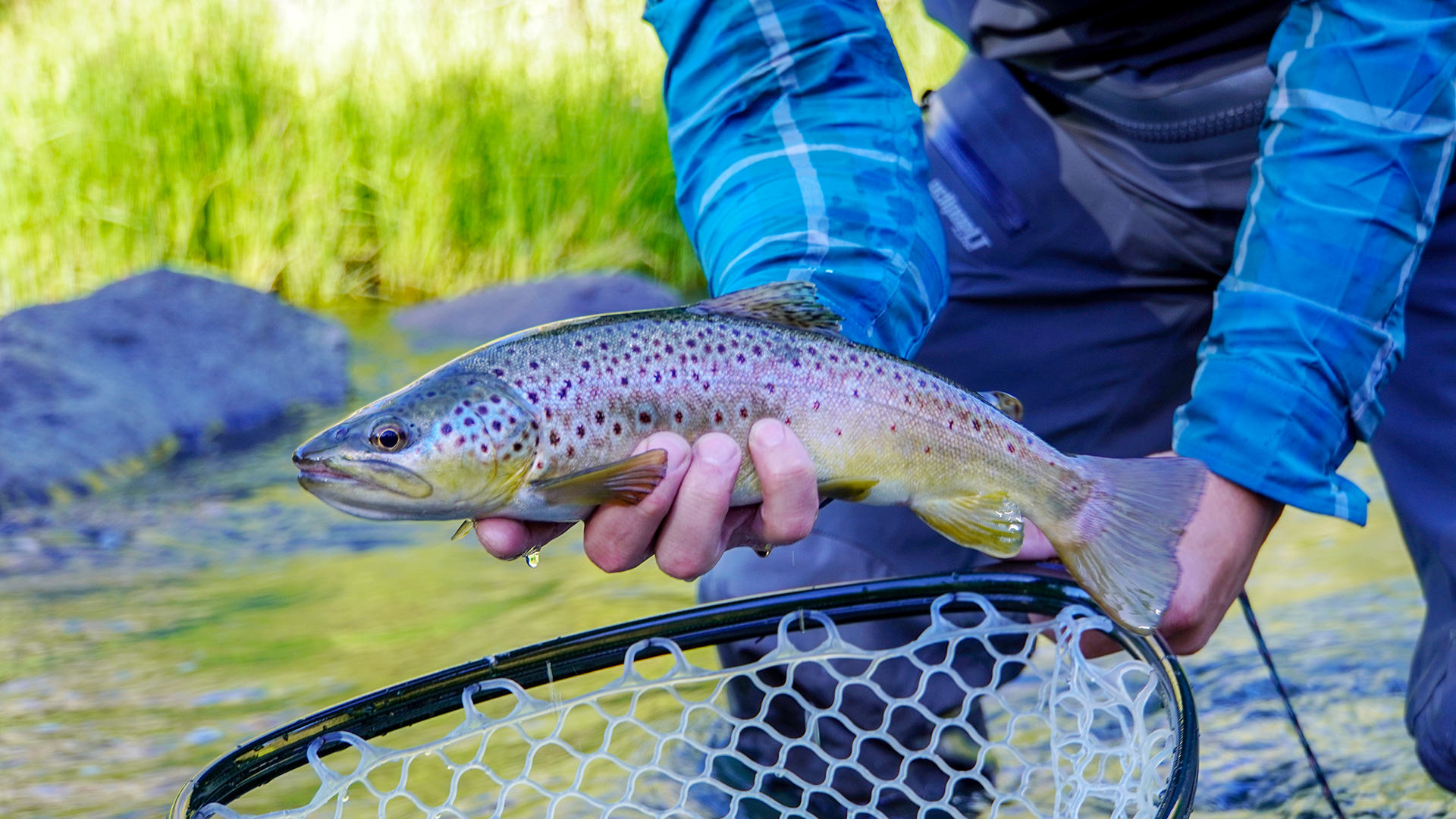 Brown Trout White Mountains