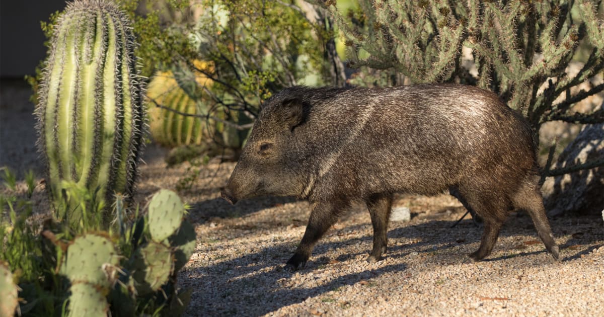 A Walk on Arizona's Wild Side | Visit Arizona
