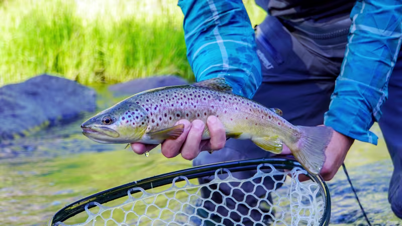 Brown Trout White Mountains