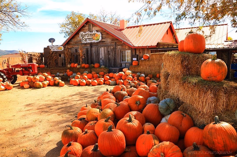 Pumpkins rest in piles on hay bales outside a barn whose sign reads Mortimer Farms.