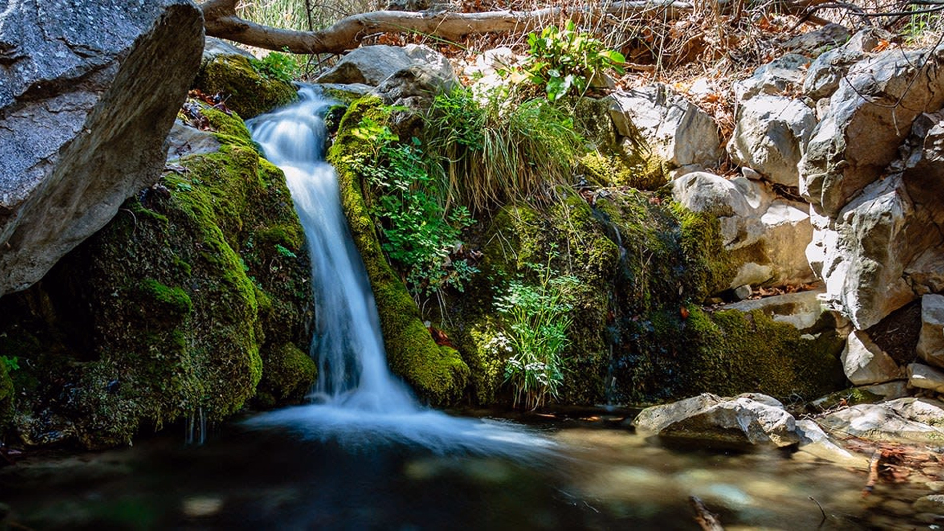 Ramsey Canyon Preserve, Hereford, AZ