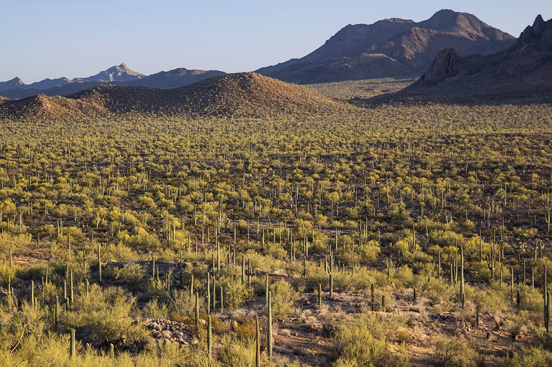 Ironwood Forest National Monument. Credit: Bob Wick,BLM.