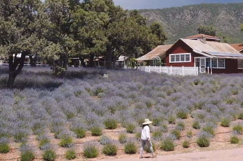 Terry Vesci walks beside her lavender field