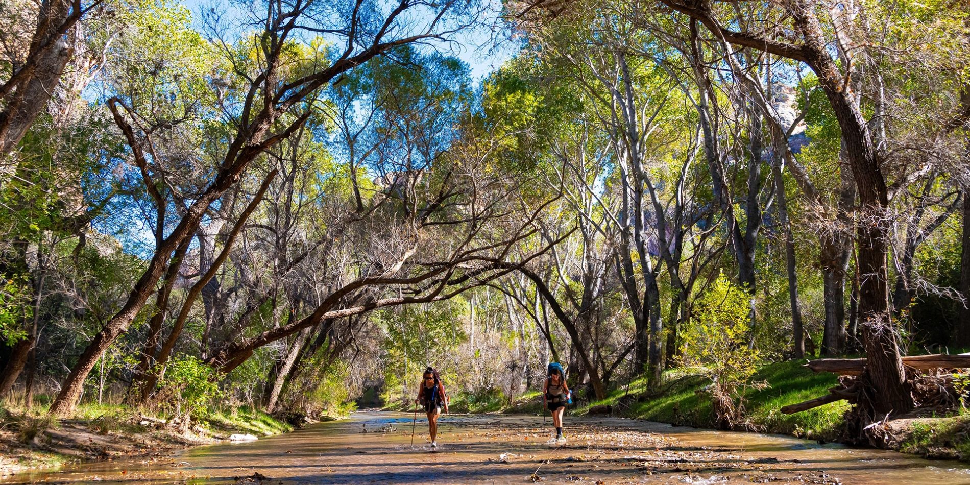 Two hikers with backpacks and poles walk through a shallow stream surrounded by tall trees.