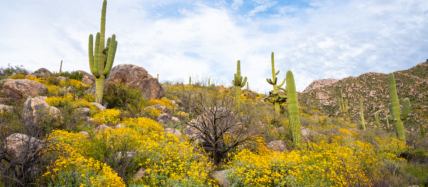 Desert hillside with blooming yellow wildflowers, large saguaro cacti, rocks, and partly cloudy sky.