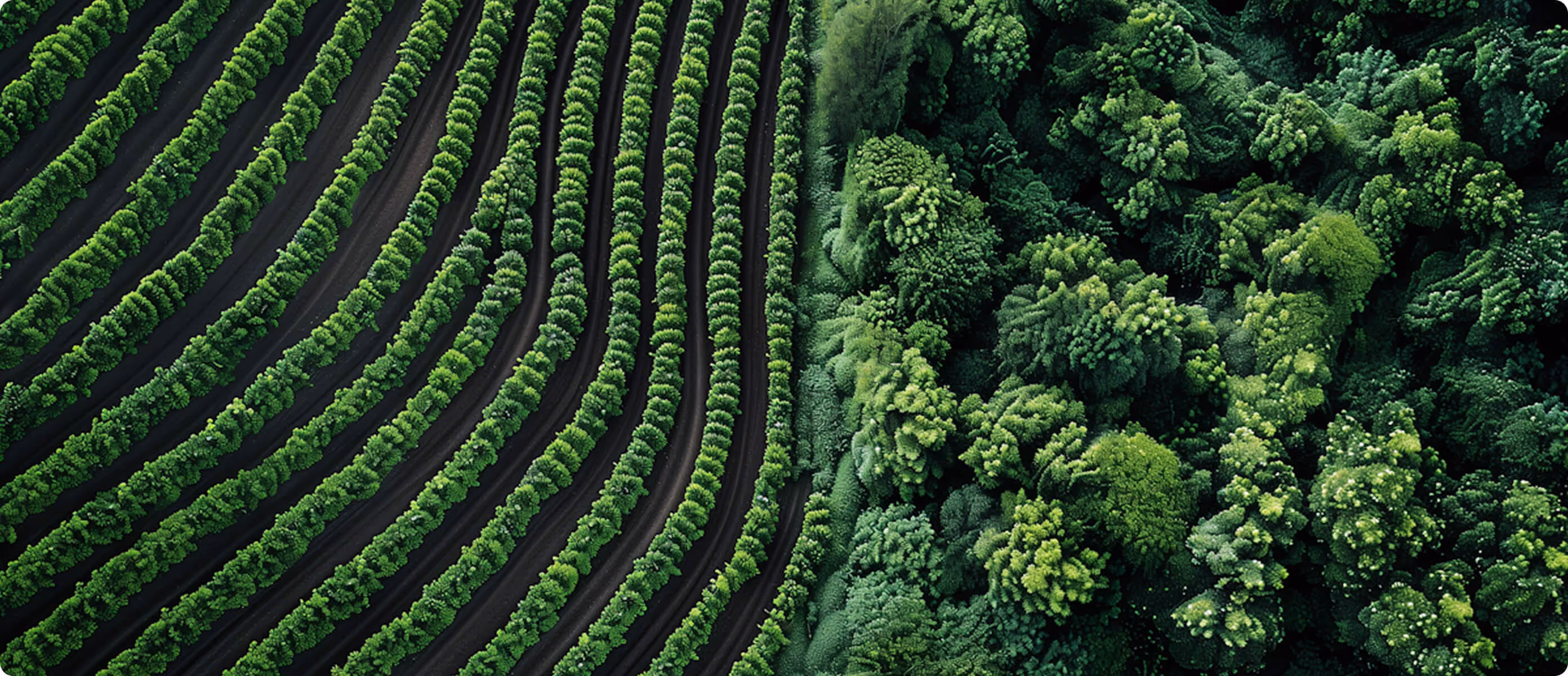 A green agriculture field. 
