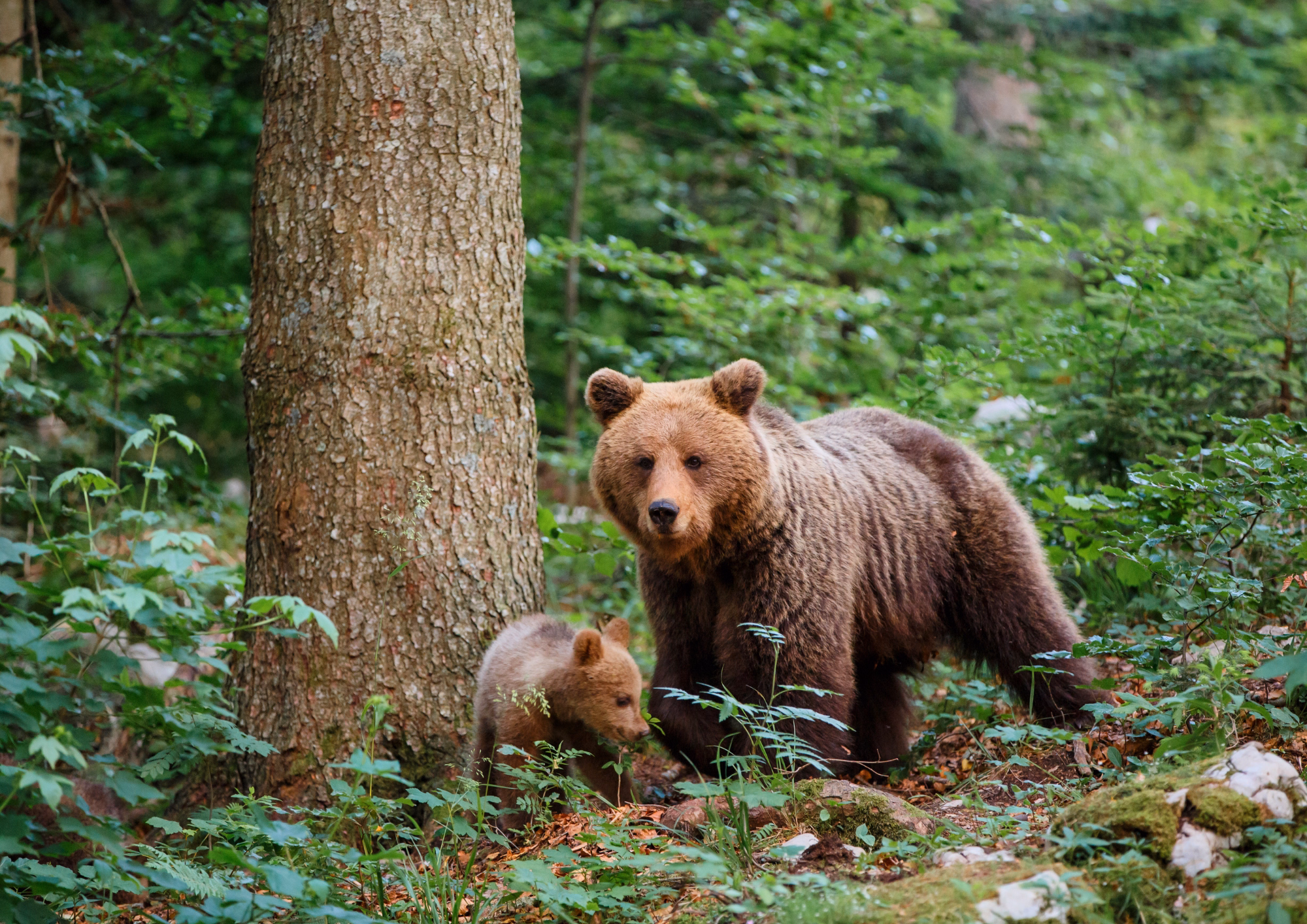 Brown Bear Watching