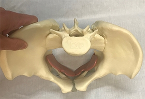 top view of the pelvis