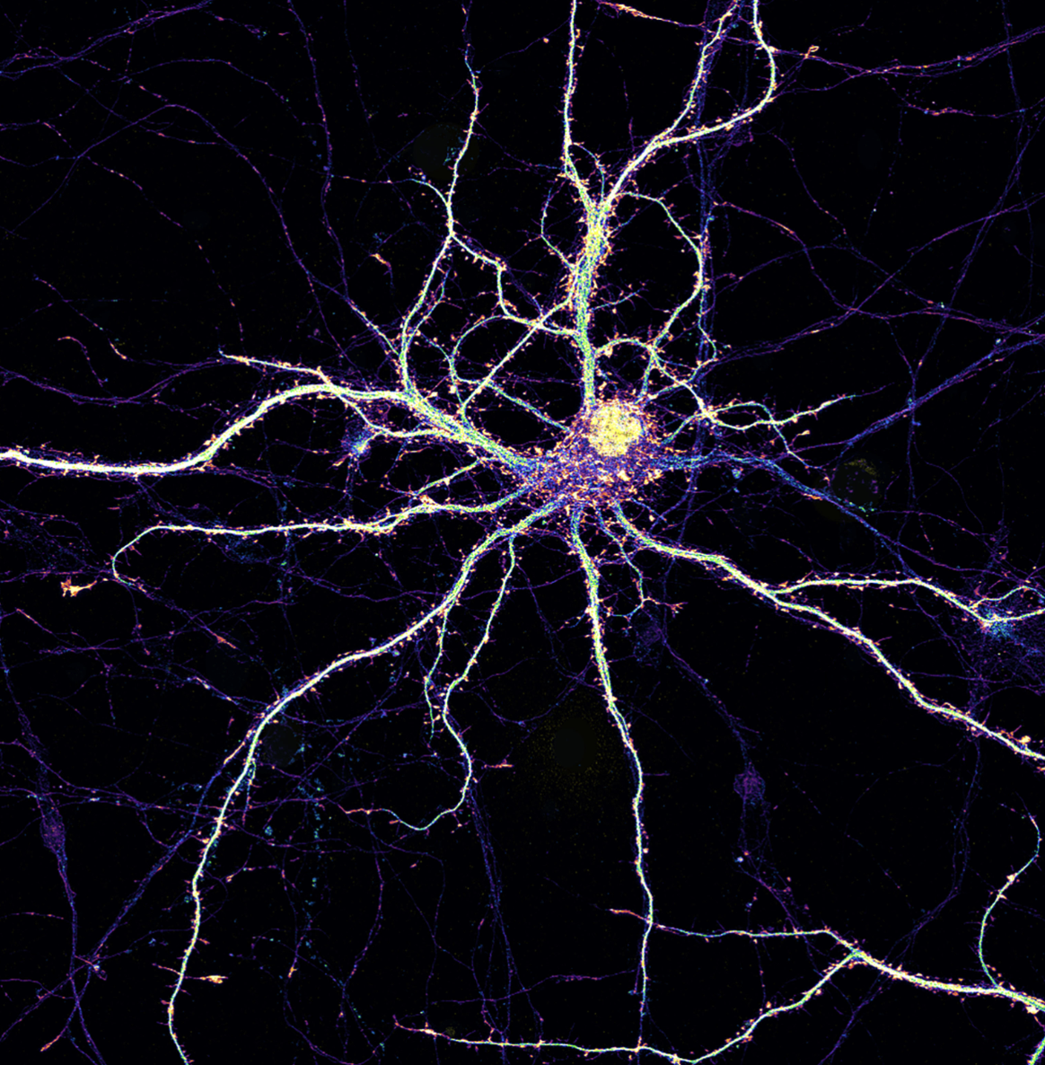 Scientific article image – Synapses – Cellandart  