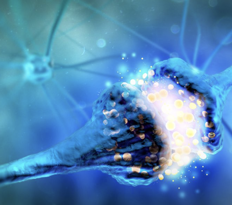 Scientific article image – Synapses – Cellandart  