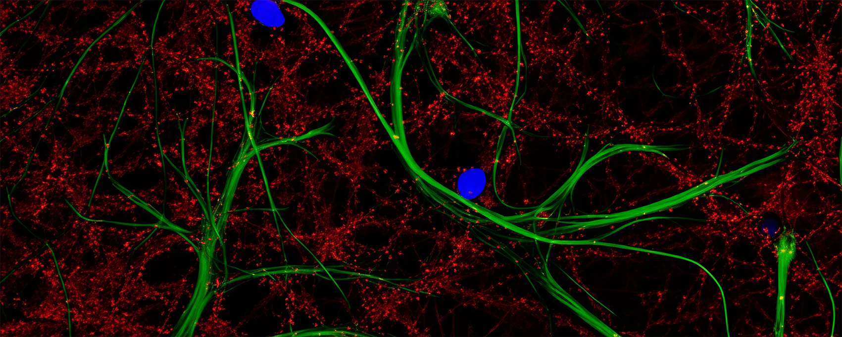 Scientific article image – Synapses – Cellandart  