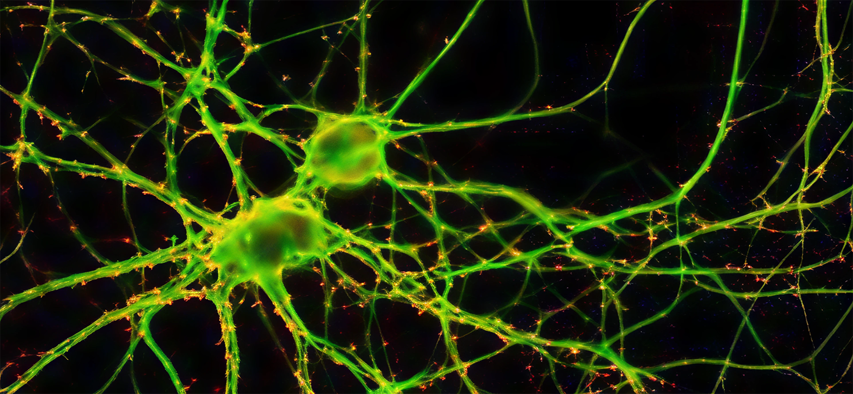 Scientific article image – Synapses – Cellandart  