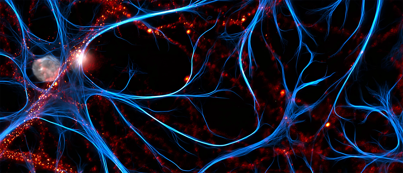 Scientific article image – Synapses – Cellandart  