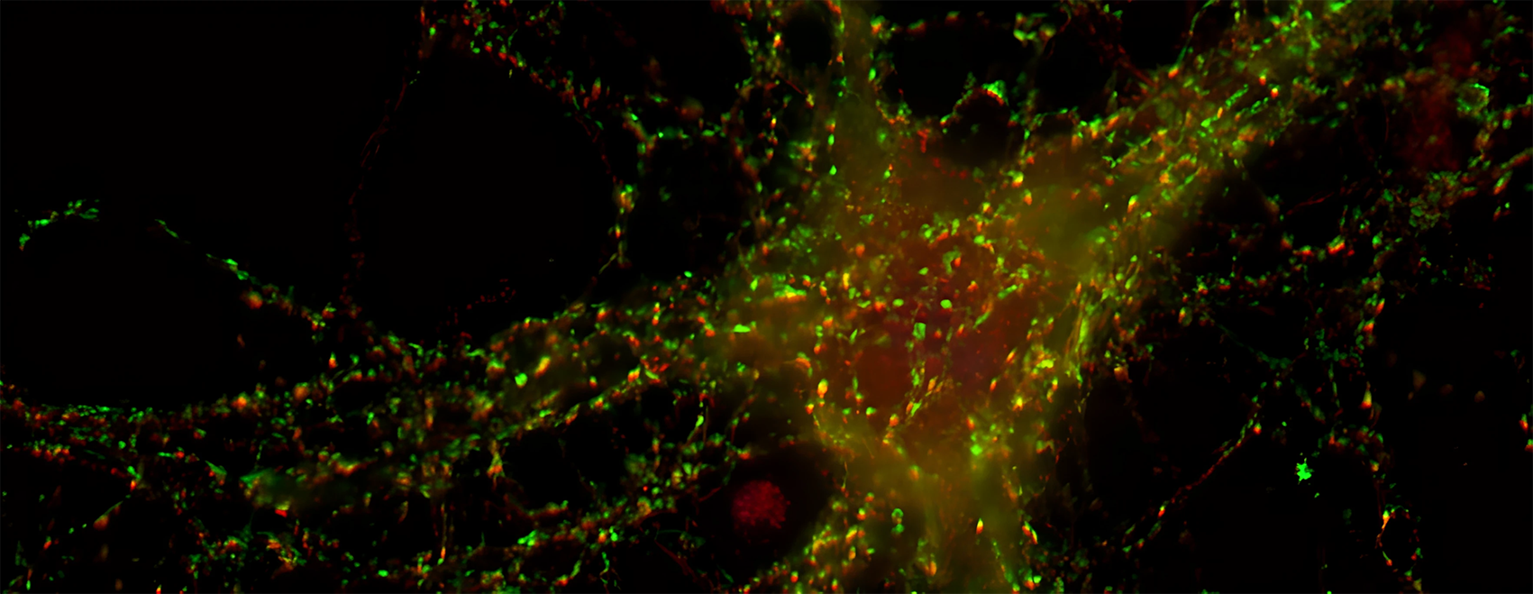 Scientific article image – Synapses – Cellandart  
