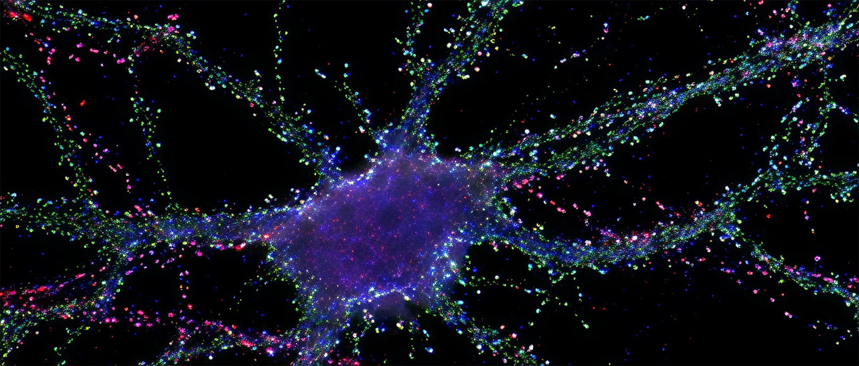 Scientific article image – Synapses – Cellandart  