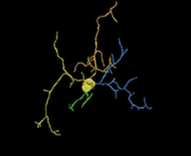 Scientific article image – La microglie – Cellandart 