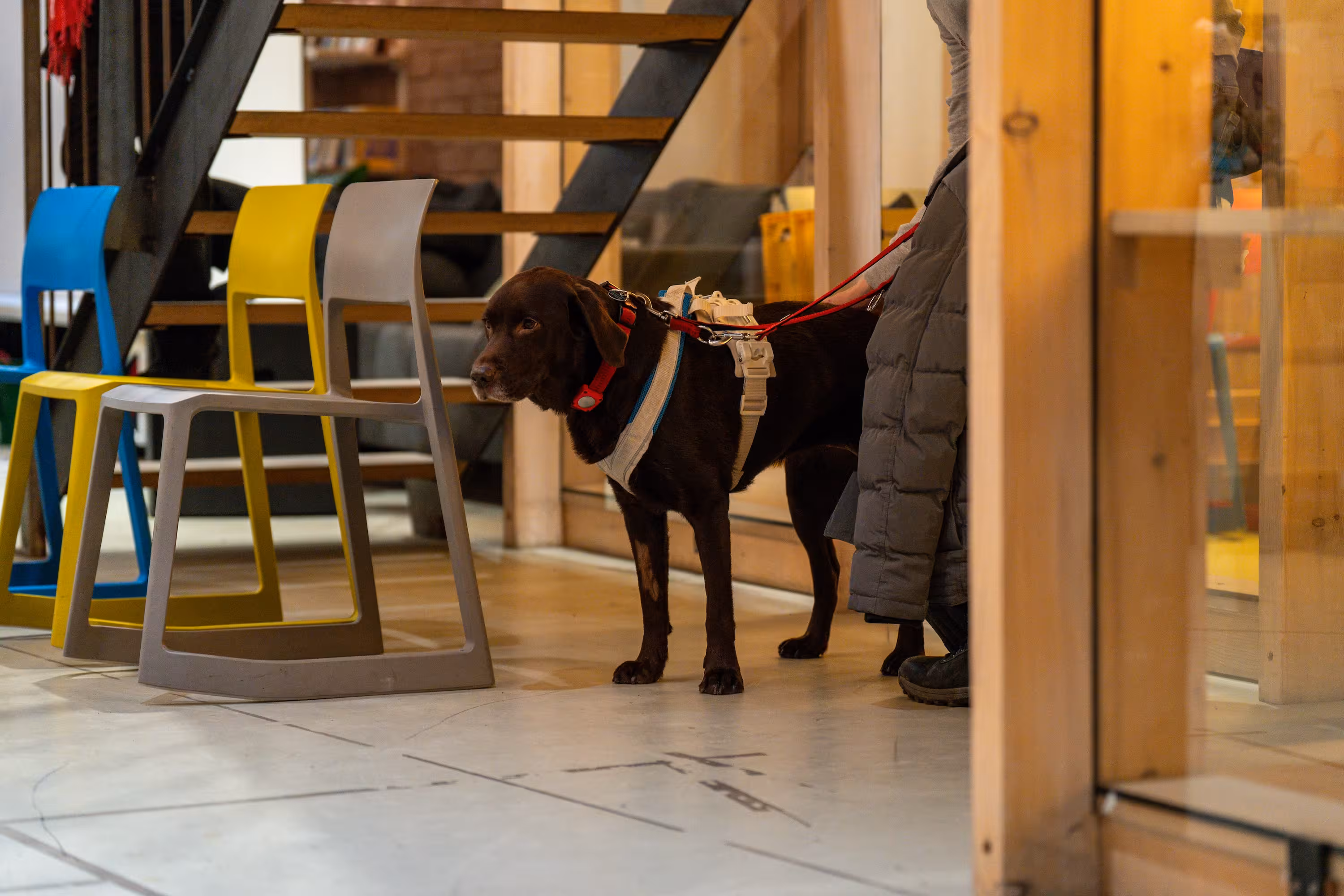 ALT-Text: "Blindenführhund beim Secondhand-Basar von Sehbehindert – aber Richtig e.V. in München