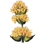 Gentiane bio en gélules Abcdelanature