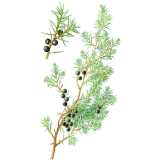 Genévrier bio en gélules Abcdelanature