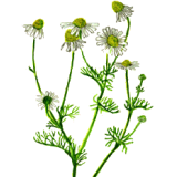 Camomille matricaire bio Abcdelanature