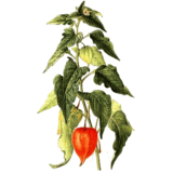 Alkékenge en gélules pullulan Abcdelanature