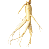 Ginseng rouge bio Abcdelanature