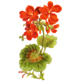 Géranium robert Abcdelanature