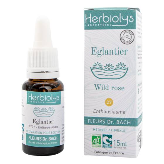 Wild rose - eglantier n°37 - fleurs dr bach bio Herbiolys