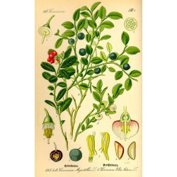 Myrtille | cheval Ajcnature