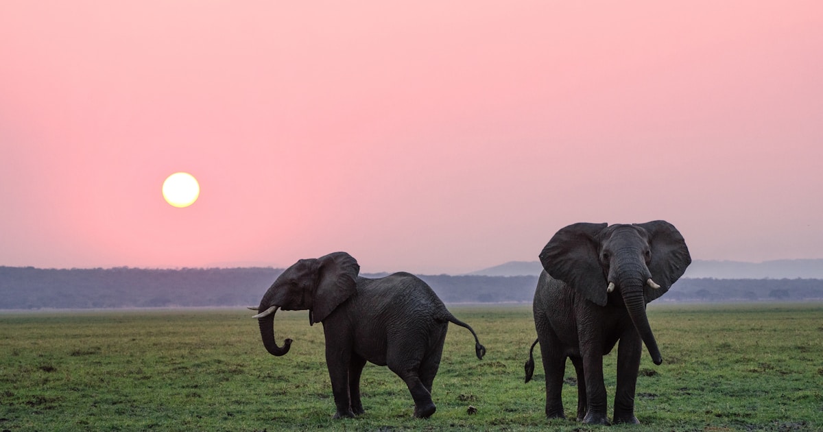 AI wildlife protection conservation technology - StartupStage Blog