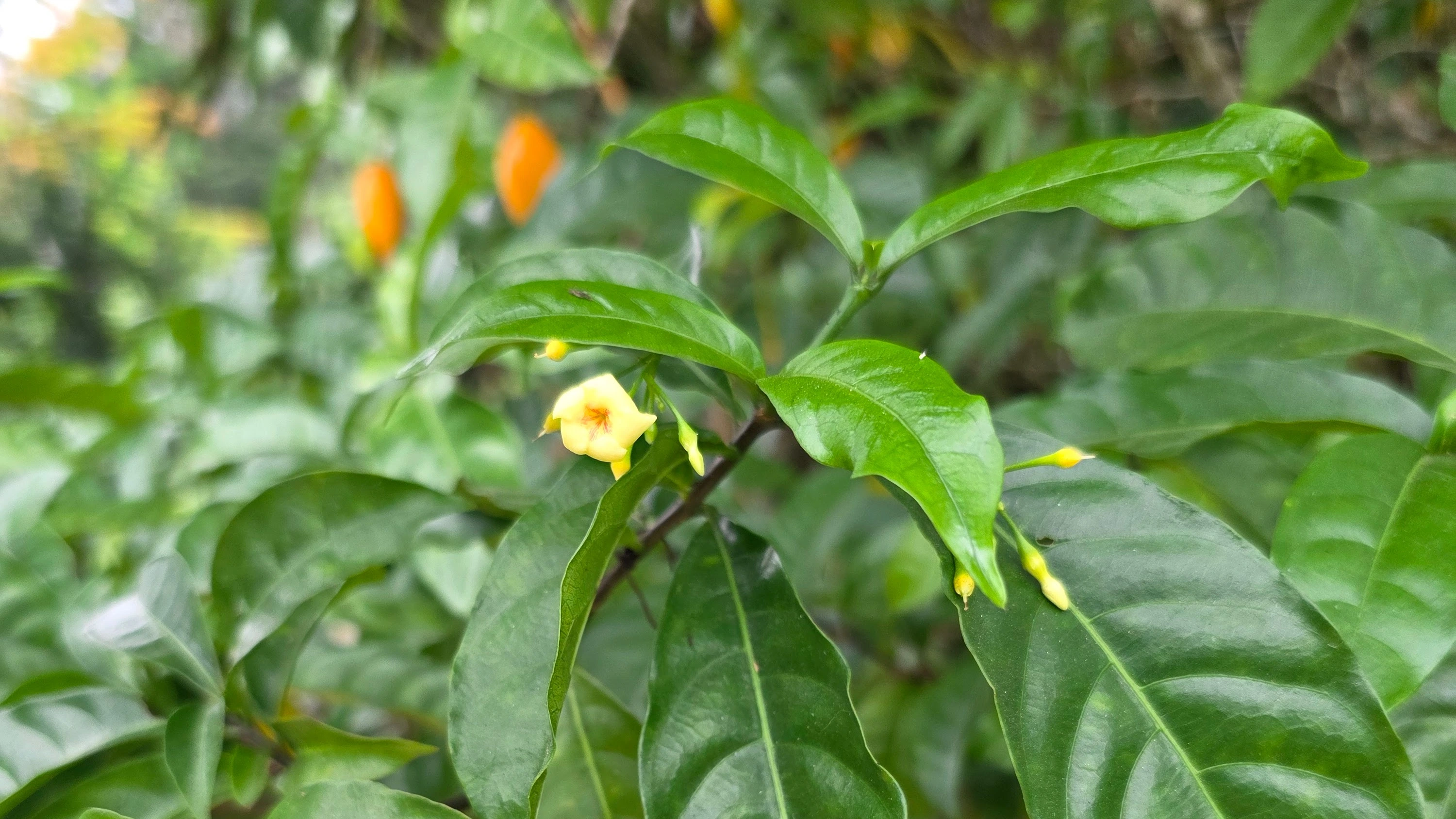 Tabernanthe iboga in flower, with fruit forming, growing in Gabon
