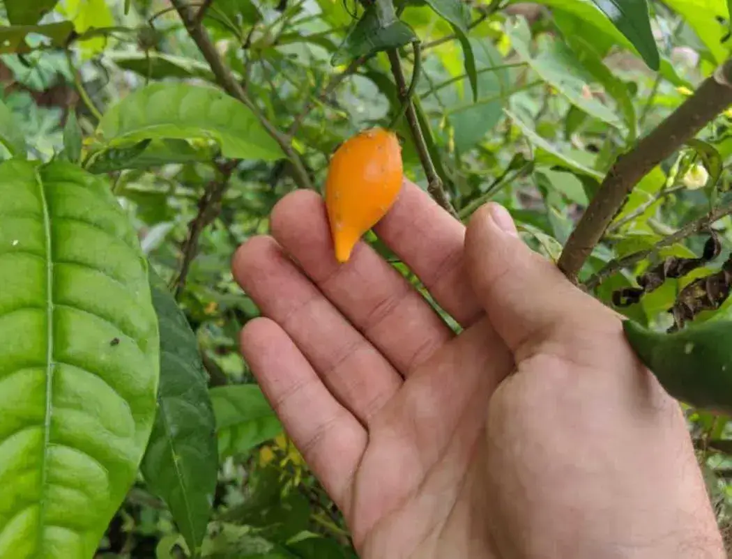 An imaging showing a hand holding Iboga fruit.